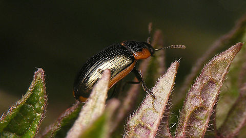 Prasocuris marginella - Lateral "Replacement" for the previous image of this species.
Dorsal view here:
https://www.jungledragon.com/image/92350/prasocuris_marginella_-_dorsal.html Chrysomelidae,Chrysomelinae,Coleoptera,Geotagged,Hydrothassa,Hydrothassa marginella,Netherlands,Prasocuris,Prasocuris marginella,nl: Gezoomd Moerashaantje