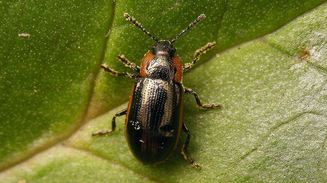 Prasocuris marginella - Dorsal &quot;Replacement&quot; for the previous image of this species.<br />
Lateral view here:<br />
<figure class="photo"><a href="https://www.jungledragon.com/image/92349/prasocuris_marginella_-_lateral.html" title="Prasocuris marginella - Lateral"><img src="https://s3.amazonaws.com/media.jungledragon.com/images/3043/92349_thumb.jpg?AWSAccessKeyId=05GMT0V3GWVNE7GGM1R2&Expires=1759968010&Signature=QihaS6paK8XzmoMr2GBpwbKLZYQ%3D" width="200" height="114" alt="Prasocuris marginella - Lateral &quot;Replacement&quot; for the previous image of this species.<br />
Dorsal view here:<br />
https://www.jungledragon.com/image/92350/prasocuris_marginella_-_dorsal.html Chrysomelidae,Chrysomelinae,Coleoptera,Geotagged,Hydrothassa,Hydrothassa marginella,Netherlands,Prasocuris,Prasocuris marginella,nl: Gezoomd Moerashaantje" /></a></figure> Chrysomelidae,Chrysomelinae,Coleoptera,Geotagged,Hydrothassa,Hydrothassa marginella,Netherlands,Prasocuris,Prasocuris marginella,nl: Gezoomd Moerashaantje
