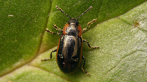 Prasocuris marginella - Dorsal "Replacement" for the previous image of this species.
Lateral view here:
https://www.jungledragon.com/image/92349/prasocuris_marginella_-_lateral.html Chrysomelidae,Chrysomelinae,Coleoptera,Geotagged,Hydrothassa,Hydrothassa marginella,Netherlands,Prasocuris,Prasocuris marginella,nl: Gezoomd Moerashaantje
