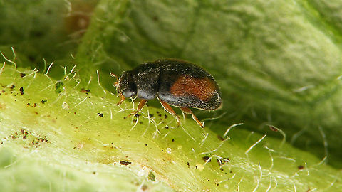 Nephus redtenbacheri Around 1.5mm (give or take) and constantly on the move. This is the only shot in a series of 50 or so that came out sort of unblurred. Coccinellidae,Geotagged,Ladybird,Nephus,Nephus redtenbacheri,Netherlands,Scymninae,nl: Moeraskapoentje
