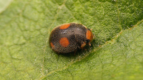 Platynaspis luteorubra - Male  Ant-nest ladybird,Chilocorinae,Coccinellidae,Geotagged,Netherlands,Platynaspidini,Platynaspis,Platynaspis luteorubra,nl: Behaard lieveheersbeestje