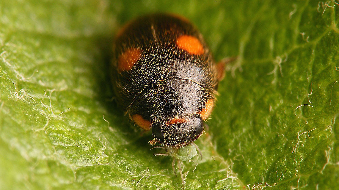 Platynaspis luteorubra - Female  Ant-nest ladybird,Chilocorinae,Coccinellidae,Geotagged,Netherlands,Platynaspidini,Platynaspis,Platynaspis luteorubra,nl: Behaard lieveheersbeestje