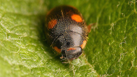 Platynaspis luteorubra - Female  Ant-nest ladybird,Chilocorinae,Coccinellidae,Geotagged,Netherlands,Platynaspidini,Platynaspis,Platynaspis luteorubra,nl: Behaard lieveheersbeestje