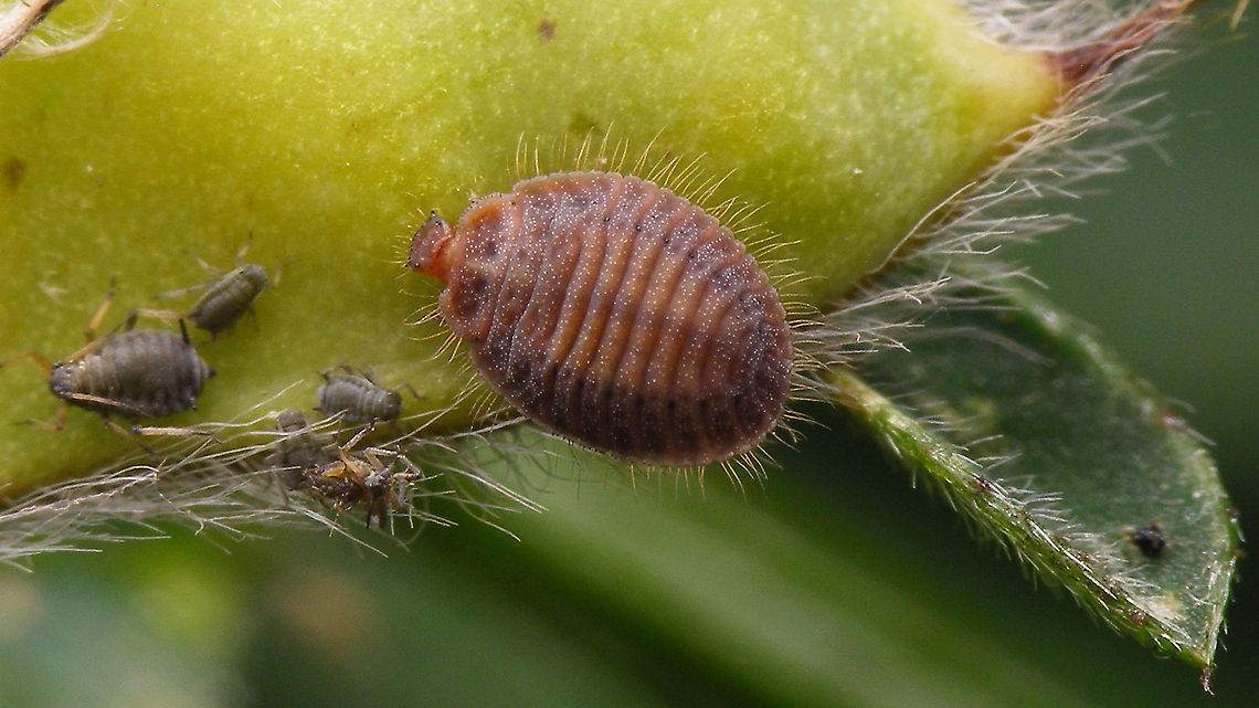 Platynaspis luteorubra - Mature larva  Ant-nest ladybird,Chilocorinae,Coccinellidae,Geotagged,Larva,Netherlands,Platynaspidini,Platynaspis,Platynaspis luteorubra,nl: Behaard lieveheersbeestje