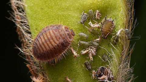 Platynaspis luteorubra - Mature larva  Ant-nest ladybird,Chilocorinae,Coccinellidae,Geotagged,Larva,Netherlands,Platynaspidini,Platynaspis,Platynaspis luteorubra,nl: Behaard lieveheersbeestje