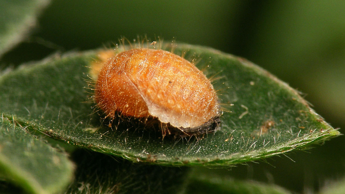 Platynaspis luteorubra - Pupa  Ant-nest ladybird,Chilocorinae,Coccinellidae,Geotagged,Netherlands,Platynaspidini,Platynaspis,Platynaspis luteorubra,Pupa,nl: Behaard lieveheersbeestje