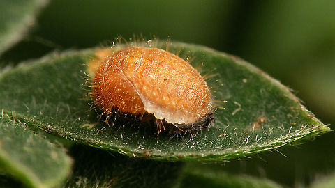 Platynaspis luteorubra - Pupa  Ant-nest ladybird,Chilocorinae,Coccinellidae,Geotagged,Netherlands,Platynaspidini,Platynaspis,Platynaspis luteorubra,Pupa,nl: Behaard lieveheersbeestje