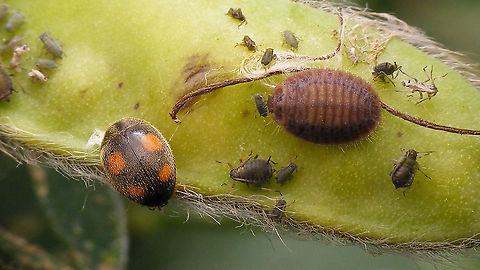 Platynaspis luteorubra - Adult and larva  Ant-nest ladybird,Chilocorinae,Coccinellidae,Geotagged,Larva,Netherlands,Platynaspidini,Platynaspis,Platynaspis luteorubra,nl: Behaard lieveheersbeestje
