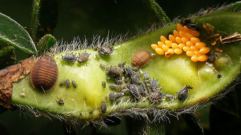 Platynaspis luteorubra - Larvae Mature larva on the left, younger larva on the right - the eggs belong to a different species of ladybird beetle.
Remark: This image was also used on page 159 in the book "Marienkäfer, Coccinellidae" (5th edition, 2022) by Klausnitzer et al. Die Neue Brehm-Bücherei, Band 451. https://www.neuebrehm.de/buecher/766-marienkaefer Ant-nest ladybird,Chilocorinae,Coccinellidae,Geotagged,Larvae,Netherlands,Platynaspidini,Platynaspis,Platynaspis luteorubra,nl: Behaard lieveheersbeestje