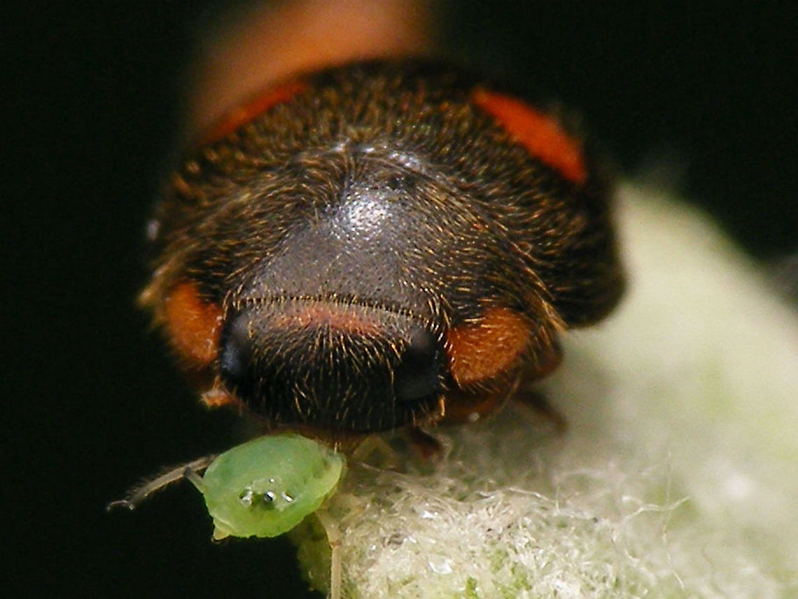 Platynaspis luteorubra - Mugshot The closest I have for a mugshot for this species :-/ Ant-nest ladybird,Chilocorinae,Coccinellidae,Geotagged,Netherlands,Platynaspidini,Platynaspis,Platynaspis luteorubra,nl: Behaard lieveheersbeestje