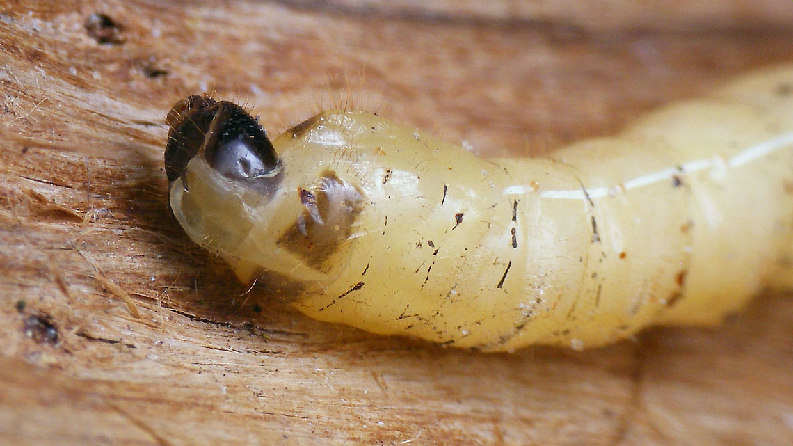 Agapanthia villosoviridescens - Pupating: Cracking open at the head Rest of the process here:<br />
<figure class="photo"><a href="https://www.jungledragon.com/image/92448/agapanthia_villosoviridescens_-_pupating.html" title="Agapanthia villosoviridescens - Pupating"><img src="https://s3.amazonaws.com/media.jungledragon.com/images/3043/92448_thumb.jpg?AWSAccessKeyId=05GMT0V3GWVNE7GGM1R2&Expires=1769040010&Signature=FRINSd2L0HyQ%2BefoeD98BDS4s3E%3D" width="200" height="114" alt="Agapanthia villosoviridescens - Pupating Slowly wiggling out of the larval skin - whole process took about half an hour.<br />
Detail of the beginning of this process:<br />
https://www.jungledragon.com/image/92447/agapanthia_villosoviridescens_-_pupating_cracking_open_at_the_head.html Agapanthia,Agapanthia villosoviridescens,Cerambycidae,Golden-bloomed grey longhorn beetle,Lamiinae,Larva,Longhorn beetle,Pupa,nl: Gewone distelboktor" /></a></figure> Agapanthia,Agapanthia villosoviridescens,Cerambycidae,Golden-bloomed grey longhorn beetle,Lamiinae,Larva,Longhorn beetle,Pupa,nl: Gewone distelboktor