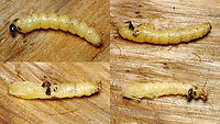 Agapanthia villosoviridescens - Pupating Slowly wiggling out of the larval skin - whole process took about half an hour.<br />
Detail of the beginning of this process:<br />
https://www.jungledragon.com/image/92447/agapanthia_villosoviridescens_-_pupating_cracking_open_at_the_head.html Agapanthia,Agapanthia villosoviridescens,Cerambycidae,Golden-bloomed grey longhorn beetle,Lamiinae,Larva,Longhorn beetle,Pupa,nl: Gewone distelboktor