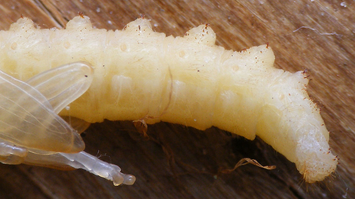 Agapanthia villosoviridescens - Pupa, tail end The pupa still has the spiny humps on the back for locomotion in the hollow stalk of the host plant (same as the larva)<br />
Other images of same pupa here:<br />
<figure class="photo"><a href="https://www.jungledragon.com/image/92451/agapanthia_villosoviridescens_-_pupa.html" title="Agapanthia villosoviridescens - Pupa"><img src="https://s3.amazonaws.com/media.jungledragon.com/images/3043/92451_thumb.jpg?AWSAccessKeyId=05GMT0V3GWVNE7GGM1R2&Expires=1767225610&Signature=Yo96IFhD1xi4oj6VbGPaifm%2BF%2Fo%3D" width="200" height="114" alt="Agapanthia villosoviridescens - Pupa Fairly fresh pupa (maybe one day?)<br />
Close-ups here:<br />
https://www.jungledragon.com/image/92450/agapanthia_villosoviridescens_-_pupa_front_end.html<br />
https://www.jungledragon.com/image/92449/agapanthia_villosoviridescens_-_pupa_tail_end.html Agapanthia,Agapanthia villosoviridescens,Cerambycidae,Golden-bloomed grey longhorn beetle,Lamiinae,Longhorn beetle,Pupa,nl: Gewone distelboktor" /></a></figure><br />
<figure class="photo"><a href="https://www.jungledragon.com/image/92450/agapanthia_villosoviridescens_-_pupa_front_end.html" title="Agapanthia villosoviridescens - Pupa, front end"><img src="https://s3.amazonaws.com/media.jungledragon.com/images/3043/92450_thumb.jpg?AWSAccessKeyId=05GMT0V3GWVNE7GGM1R2&Expires=1767225610&Signature=IB2NULUy6mRLhCYVgpBICp7Fv%2Bg%3D" width="200" height="114" alt="Agapanthia villosoviridescens - Pupa, front end Other images of same pupa here:<br />
https://www.jungledragon.com/image/92451/agapanthia_villosoviridescens_-_pupa.html<br />
https://www.jungledragon.com/image/92449/agapanthia_villosoviridescens_-_pupa_tail_end.html Agapanthia,Agapanthia villosoviridescens,Cerambycidae,Golden-bloomed grey longhorn beetle,Lamiinae,Longhorn beetle,Pupa,nl: Gewone distelboktor" /></a></figure> Agapanthia,Agapanthia villosoviridescens,Cerambycidae,Golden-bloomed grey longhorn beetle,Lamiinae,Longhorn beetle,Pupa,nl: Gewone distelboktor