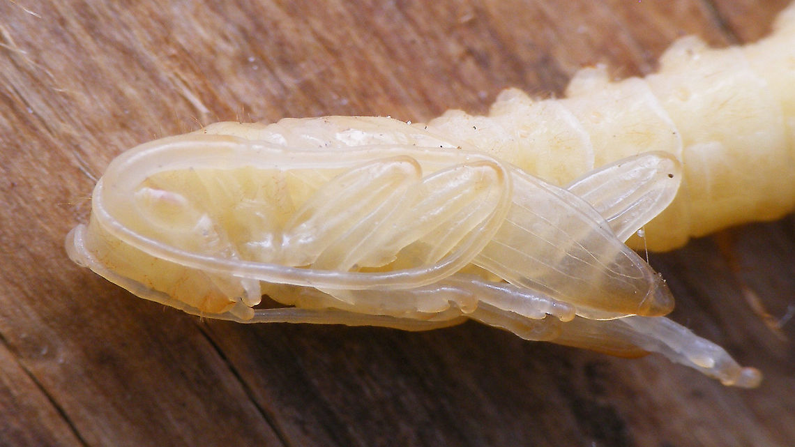 Agapanthia villosoviridescens - Pupa, front end Other images of same pupa here:<br />
<figure class="photo"><a href="https://www.jungledragon.com/image/92451/agapanthia_villosoviridescens_-_pupa.html" title="Agapanthia villosoviridescens - Pupa"><img src="https://s3.amazonaws.com/media.jungledragon.com/images/3043/92451_thumb.jpg?AWSAccessKeyId=05GMT0V3GWVNE7GGM1R2&Expires=1759968010&Signature=6efY50bAqCvRUlf8QvbCyGkKHZY%3D" width="200" height="114" alt="Agapanthia villosoviridescens - Pupa Fairly fresh pupa (maybe one day?)<br />
Close-ups here:<br />
https://www.jungledragon.com/image/92450/agapanthia_villosoviridescens_-_pupa_front_end.html<br />
https://www.jungledragon.com/image/92449/agapanthia_villosoviridescens_-_pupa_tail_end.html Agapanthia,Agapanthia villosoviridescens,Cerambycidae,Golden-bloomed grey longhorn beetle,Lamiinae,Longhorn beetle,Pupa,nl: Gewone distelboktor" /></a></figure><br />
<figure class="photo"><a href="https://www.jungledragon.com/image/92449/agapanthia_villosoviridescens_-_pupa_tail_end.html" title="Agapanthia villosoviridescens - Pupa, tail end"><img src="https://s3.amazonaws.com/media.jungledragon.com/images/3043/92449_thumb.jpg?AWSAccessKeyId=05GMT0V3GWVNE7GGM1R2&Expires=1759968010&Signature=FC1l8c6cvksuXYRc9qFM1uqsZ6Y%3D" width="200" height="114" alt="Agapanthia villosoviridescens - Pupa, tail end The pupa still has the spiny humps on the back for locomotion in the hollow stalk of the host plant (same as the larva)<br />
Other images of same pupa here:<br />
https://www.jungledragon.com/image/92451/agapanthia_villosoviridescens_-_pupa.html<br />
https://www.jungledragon.com/image/92450/agapanthia_villosoviridescens_-_pupa_front_end.html Agapanthia,Agapanthia villosoviridescens,Cerambycidae,Golden-bloomed grey longhorn beetle,Lamiinae,Longhorn beetle,Pupa,nl: Gewone distelboktor" /></a></figure> Agapanthia,Agapanthia villosoviridescens,Cerambycidae,Golden-bloomed grey longhorn beetle,Lamiinae,Longhorn beetle,Pupa,nl: Gewone distelboktor