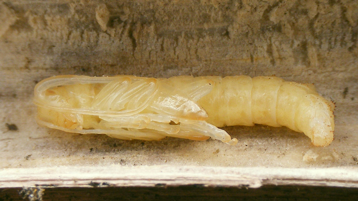 Agapanthia villosoviridescens - Pupa Fairly fresh pupa (maybe one day?)<br />
Close-ups here:<br />
<figure class="photo"><a href="https://www.jungledragon.com/image/92450/agapanthia_villosoviridescens_-_pupa_front_end.html" title="Agapanthia villosoviridescens - Pupa, front end"><img src="https://s3.amazonaws.com/media.jungledragon.com/images/3043/92450_thumb.jpg?AWSAccessKeyId=05GMT0V3GWVNE7GGM1R2&Expires=1759968010&Signature=Pd%2Fs1rzizYq8B6f6yzw7LESTk9U%3D" width="200" height="114" alt="Agapanthia villosoviridescens - Pupa, front end Other images of same pupa here:<br />
https://www.jungledragon.com/image/92451/agapanthia_villosoviridescens_-_pupa.html<br />
https://www.jungledragon.com/image/92449/agapanthia_villosoviridescens_-_pupa_tail_end.html Agapanthia,Agapanthia villosoviridescens,Cerambycidae,Golden-bloomed grey longhorn beetle,Lamiinae,Longhorn beetle,Pupa,nl: Gewone distelboktor" /></a></figure><br />
<figure class="photo"><a href="https://www.jungledragon.com/image/92449/agapanthia_villosoviridescens_-_pupa_tail_end.html" title="Agapanthia villosoviridescens - Pupa, tail end"><img src="https://s3.amazonaws.com/media.jungledragon.com/images/3043/92449_thumb.jpg?AWSAccessKeyId=05GMT0V3GWVNE7GGM1R2&Expires=1759968010&Signature=FC1l8c6cvksuXYRc9qFM1uqsZ6Y%3D" width="200" height="114" alt="Agapanthia villosoviridescens - Pupa, tail end The pupa still has the spiny humps on the back for locomotion in the hollow stalk of the host plant (same as the larva)<br />
Other images of same pupa here:<br />
https://www.jungledragon.com/image/92451/agapanthia_villosoviridescens_-_pupa.html<br />
https://www.jungledragon.com/image/92450/agapanthia_villosoviridescens_-_pupa_front_end.html Agapanthia,Agapanthia villosoviridescens,Cerambycidae,Golden-bloomed grey longhorn beetle,Lamiinae,Longhorn beetle,Pupa,nl: Gewone distelboktor" /></a></figure> Agapanthia,Agapanthia villosoviridescens,Cerambycidae,Golden-bloomed grey longhorn beetle,Lamiinae,Longhorn beetle,Pupa,nl: Gewone distelboktor