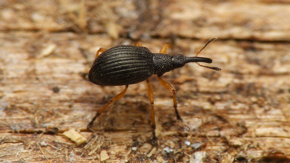 Protapion fulvipes Rather small (~2mm) and elegant/fragile little weevil Apionidae,Curculionoidea,Geotagged,Netherlands,Protapion,Protapion fulvipes