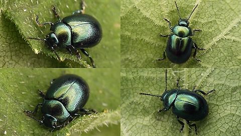 Chrysolina varians  Chrysolina,Chrysolina varians,Chrysomelidae,Chrysomelinae,nl: Veelkleurige hertshooigoudhaan