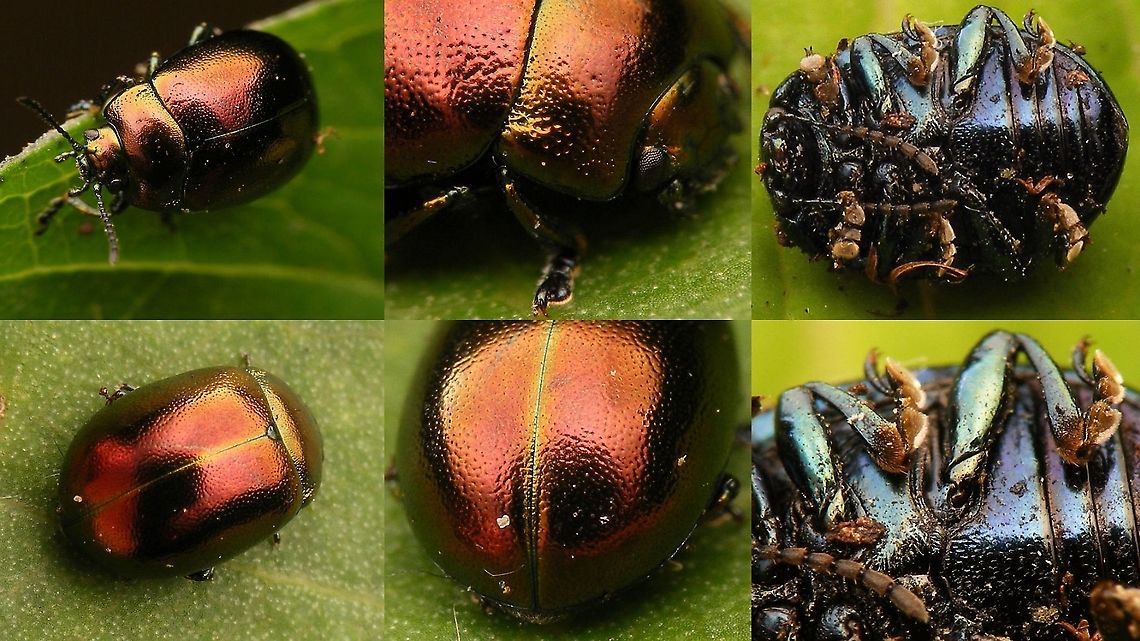 Chrysolina varians - Bronze  Chrysolina,Chrysolina varians,Chrysomelidae,Chrysomelinae,nl: Veelkleurige hertshooigoudhaan