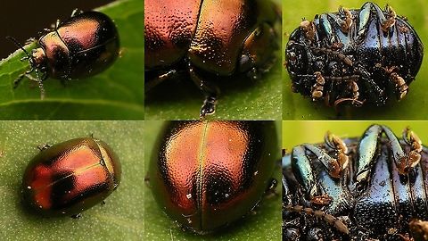 Chrysolina varians - Bronze  Chrysolina,Chrysolina varians,Chrysomelidae,Chrysomelinae,nl: Veelkleurige hertshooigoudhaan