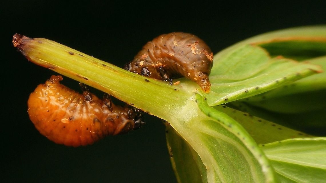 Chrysolina varians - Larvae  Chrysolina,Chrysolina varians,Chrysomelidae,Chrysomelinae,Larvae,nl: Veelkleurige hertshooigoudhaan