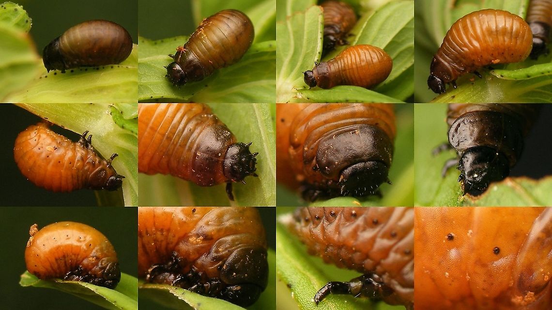 Chrysolina varians - Various larvae  Chrysolina,Chrysolina varians,Chrysomelidae,Chrysomelinae,Larvae,nl: Veelkleurige hertshooigoudhaan