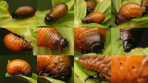 Chrysolina varians - Various larvae  Chrysolina,Chrysolina varians,Chrysomelidae,Chrysomelinae,Larvae,nl: Veelkleurige hertshooigoudhaan