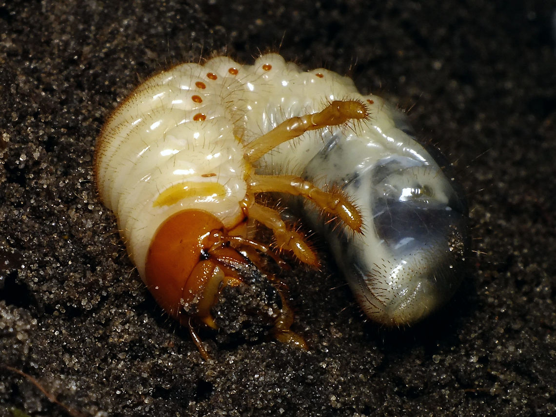 Melolontha melolontha - White grub Found this one while working in the garden on April 13th - quite late to still be a larva as the first beetles have already been seen flying around (not here though). Common cockchafer,Jane's garden,Larva,Melolontha,Melolontha melolontha,Melolonthidae,Scarabaeoidea,White grub,nl: Engerling,nl: Meikever