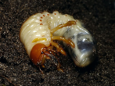 Melolontha melolontha - White grub Found this one while working in the garden on April 13th - quite late to still be a larva as the first beetles have already been seen flying around (not here though). Common cockchafer,Jane's garden,Larva,Melolontha,Melolontha melolontha,Melolonthidae,Scarabaeoidea,White grub,nl: Engerling,nl: Meikever