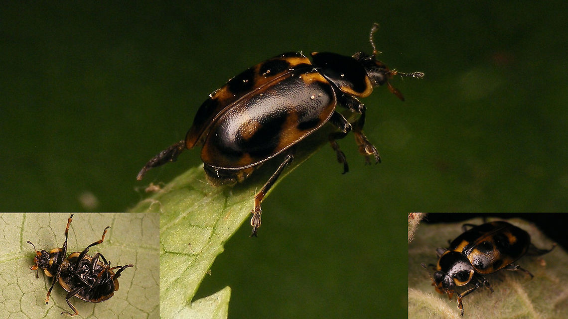 Hippodamia tredecimpunctata - Somewhat melanistic  Coccinellidae,Coccinellinae,Coleoptera,Hippodamia,Hippodamia tredecimpunctata,Ladybird,Melanism,Thirteen-spot Ladybird,Thirteen-spotted lady beetle,nl: Dertienstippelig lieveheersbeestje