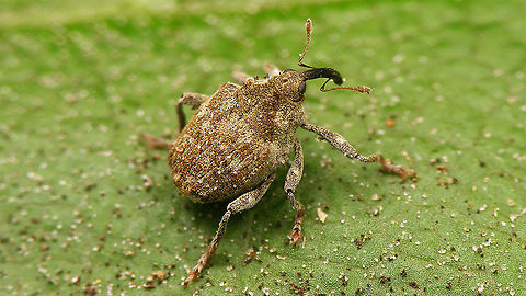 Parethelcus pollinarius  Ceutorhynchinae,Curculionidae,Geotagged,Netherlands,Parethelcus,Parethelcus pollinarius,Weevil,nl: Gekamde brandnetelsnuittor