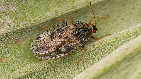 Dictyla indigena Detail of head here:
https://www.jungledragon.com/image/92727/dictyla_indigena_-_detail_of_head.html Dictyla,Dictyla indigena,Geotagged,Heteroptera,La Palma (Canary Islands),Lacebug,Spain,Tingidae