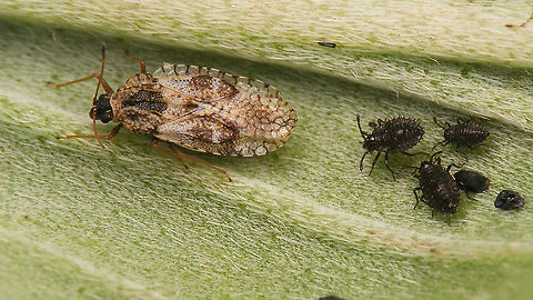 Dictyla indigena - Adult and youngsters  Dictyla,Dictyla indigena,Geotagged,Heteroptera,La Palma (Canary Islands),Lacebug,Nymph,Nymphs,Spain,Tingidae