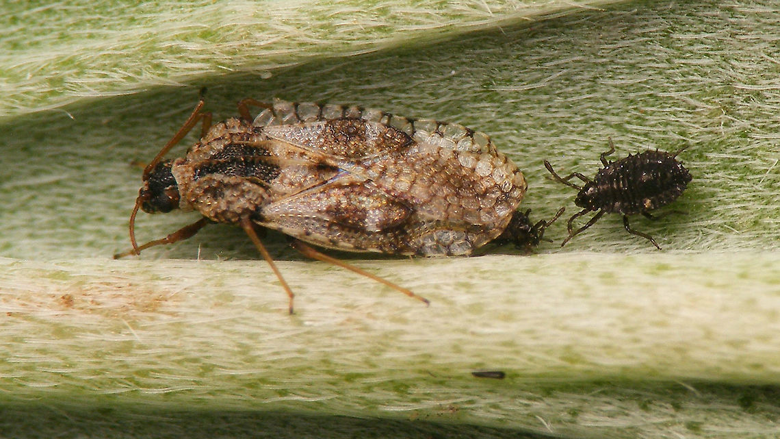 Peekaboo  Dictyla,Dictyla indigena,Geotagged,Heteroptera,La Palma (Canary Islands),Lacebug,Nymph,Nymphs,Spain,Tingidae