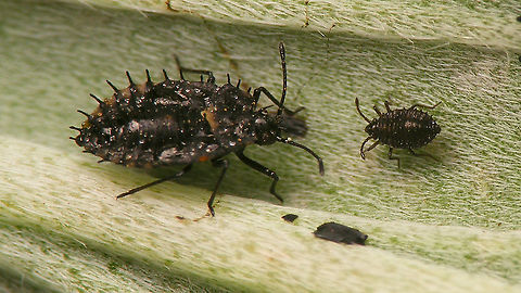 Dictyla indigena - Nymphs Last stadium and mid instar nymphs Dictyla,Dictyla indigena,Geotagged,Heteroptera,La Palma (Canary Islands),Lacebug,Nymph,Nymphs,Spain,Tingidae