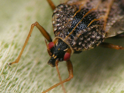 Dictyla indigena - Detail of head The spines on the head are diagnostic versus the other species on Echium on the Canary Islands (Dictyla nassata):
D. indigena has 2 frontal, one central and two occipital spines (shown here). In D. nassata the occipital spines are lacking, the others are small.
Full view of this individual:
https://www.jungledragon.com/image/92723/dictyla_indigena.html Dictyla,Dictyla indigena,Geotagged,Heteroptera,Heteroptera ID help,La Palma (Canary Islands),Lacebug,Spain,Tingidae