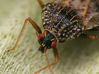 Dictyla indigena - Detail of head The spines on the head are diagnostic versus the other species on Echium on the Canary Islands (Dictyla nassata):<br />
D. indigena has 2 frontal, one central and two occipital spines (shown here). In D. nassata the occipital spines are lacking, the others are small.<br />
Full view of this individual:<br />
https://www.jungledragon.com/image/92723/dictyla_indigena.html Dictyla,Dictyla indigena,Geotagged,Heteroptera,Heteroptera ID help,La Palma (Canary Islands),Lacebug,Spain,Tingidae