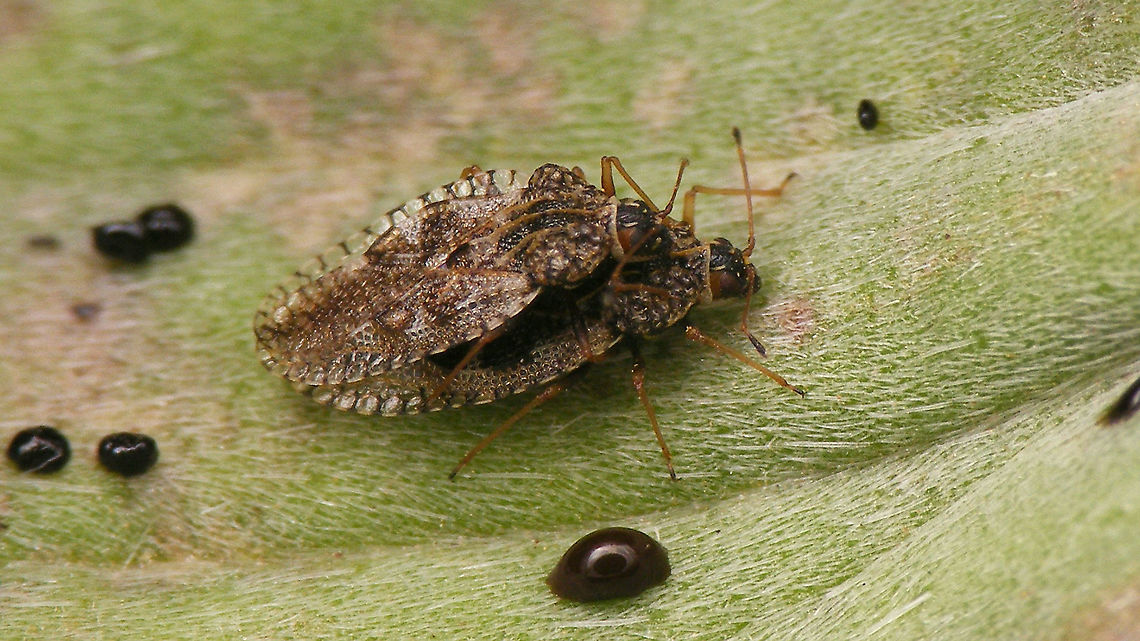Dictyla indigena - Copula  Dictyla,Dictyla indigena,Heteroptera,La Palma (Canary Islands),Lacebug,Tingidae