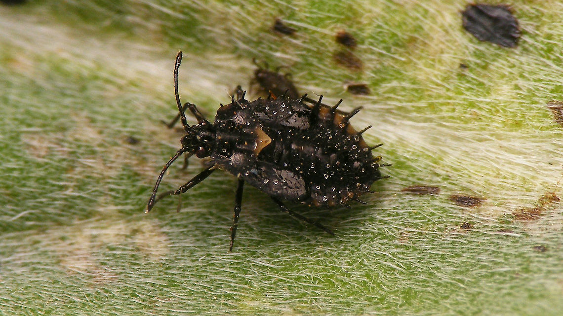 Dictyla indigena - Matue nymph Last stadium nymph Dictyla,Dictyla indigena,Geotagged,Heteroptera,La Palma (Canary Islands),Lacebug,Nymph,Spain,Tingidae