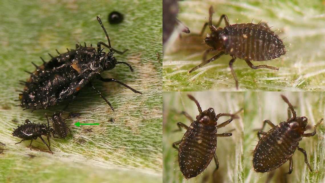 Dictyla indigena - Young nymph First or second stadium nymph Dictyla,Dictyla indigena,Geotagged,Heteroptera,La Palma (Canary Islands),Lacebug,Nymph,Spain,Tingidae