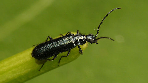 Dasytes caeruleus - Male  Cleroidea,Coleoptera,Dasytes,Dasytes caeruleus,Dasytes cyaneus,Dasytidae,Dasytinae,Jane's garden,Melyridae
