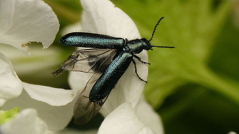 Dasytes caeruleus - Female, wings open Doing some stretching exercises before take off... Cleroidea,Coleoptera,Dasytes,Dasytes caeruleus,Dasytes cyaneus,Dasytidae,Dasytinae,Jane's garden,Melyridae