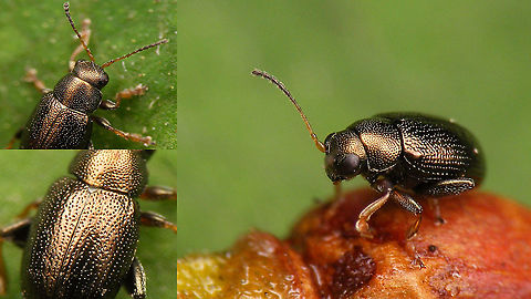Chaetocnema hortensis Colour of the antennae and structure of punctation on elytra and pronotum are diagnostic.
Size around 2mm. Alticinae,Chaetocnema,Chaetocnema hortensis,Chrysomelidae,Flea beetle,Jane's garden