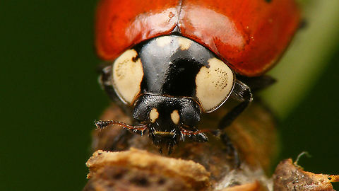 Adalia bipunctata - Mugshot Mugshot of an Adalia bipunctata f. typica Adalia,Adalia bipunctata,Adalia bipunctata f. typica,Coccinellidae,Coccinellinae,Coleoptera,Ladybird,Netherlands,Two-spot Ladybird,Two-spotted lady beetle,nl: Tweestippelig lieveheersbeestje