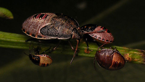 Piezodorus lituratus - Various development stages Had this one sitting around for upload for a while now, about time to "clean up" ... Gorse shield bug,Gorse shieldbug,Heteroptera,Nymph,Nymphs,Pentatomidae,Pentatominae,Piezodorini,Piezodorus,Piezodorus lituratus,nl: Bremschildwants