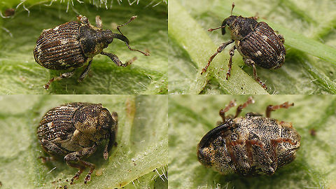 Nedyus quadrimaculatus Probably our most abundant Weevil ... surprisingly not yet on JD, so that's fixed now :o) Ceutorhynchinae,Curculionidae,Geotagged,Nedyus,Nedyus quadrimaculatus,Netherlands,Weevil,nl: Viervlekbrandnetelsnuitkever
