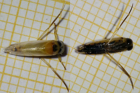 Anisops cf. sardeus No images to present with any pride.
At first, I had this down for Anisops debilis canariensis (a subspecies with not too many images online), but now I'm not so sure. It being a female, the size (7.5mm) is more likely for A. sardeus. Some of the characters from the the old revision of the genus (Brooks 1951) seem to fit better for debilis canariensis or even debilis perplexa while some are a better fit for sardeus ... questionable .... Anisopinae,Anisops,Anisops debilis,Anisops debilis canariensis,Geotagged,La Palma (Canary Islands),Nepomorpha,Notonectidae,Notonectoidea,Spain