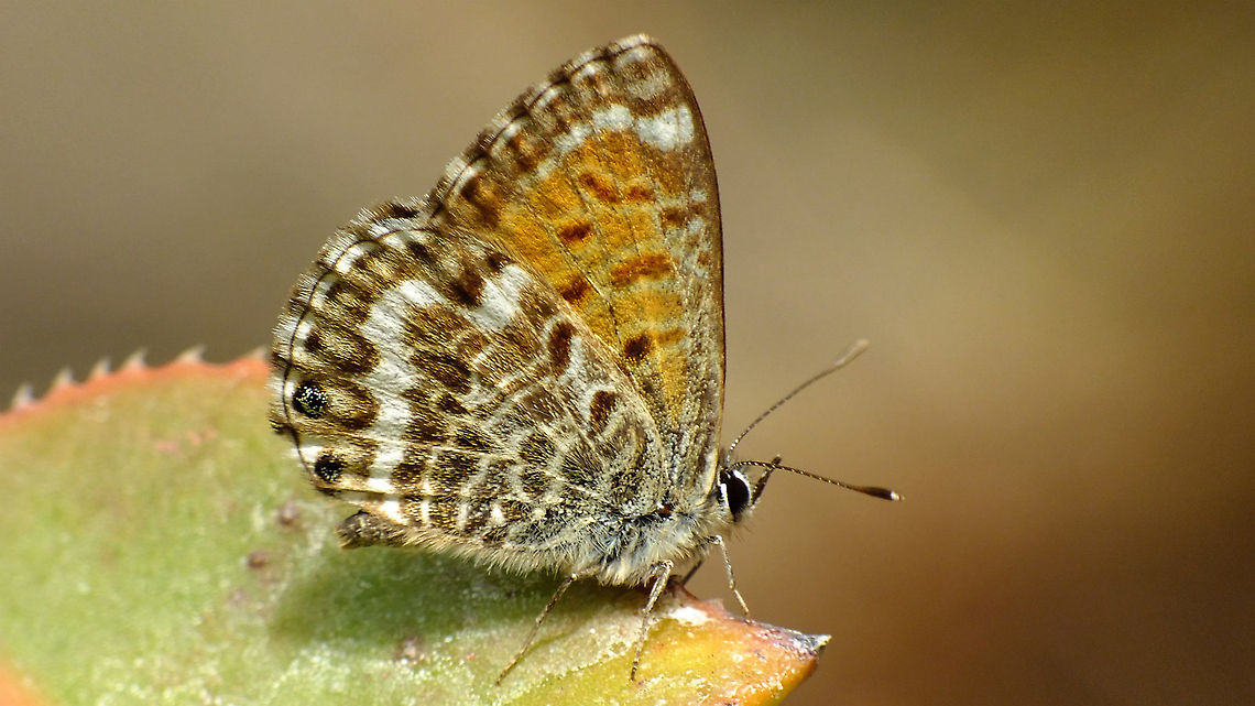 Leptotes webbianus Just stumbled on this image of a &quot;Canary Blue&quot; that I took in a park in Los Llanos, but forgot about ever taking it ... Much better than the previously uploaded one for this species *rolleyes*:<br />
<figure class="photo"><a href="https://www.jungledragon.com/image/90416/cyclyrius_webbianus_canary_blue.html" title="Cyclyrius webbianus (Canary blue)"><img src="https://s3.amazonaws.com/media.jungledragon.com/images/3043/90416_thumb.jpg?AWSAccessKeyId=05GMT0V3GWVNE7GGM1R2&Expires=1759968010&Signature=4avqAltxn69hIl52cw9l7BTUHdo%3D" width="200" height="114" alt="Cyclyrius webbianus (Canary blue)  Canary blue,Cyclyrius,Cyclyrius webbianus,Geotagged,La Palma (Canary Islands),Leptotes webbianus,Lycaenidae,Papilionoidea,Polyommatinae,Polyommatini,Spain,nl: Canarisch blauwtje" /></a></figure> Canary blue,Cyclyrius,Cyclyrius webbianus,Geotagged,La Palma (Canary Islands),Leptotes webbianus,Lycaenidae,Papilionoidea,Polyommatinae,Polyommatini,Spain,nl: Canarisch blauwtje