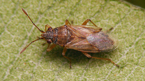 Nysius immunis Tentative ID by self from photos :-/ Geotagged,Heteroptera,La Palma (Canary Islands),Lygaeidae,Nysiini,Nysius,Nysius immunis,Orsillinae,Spain