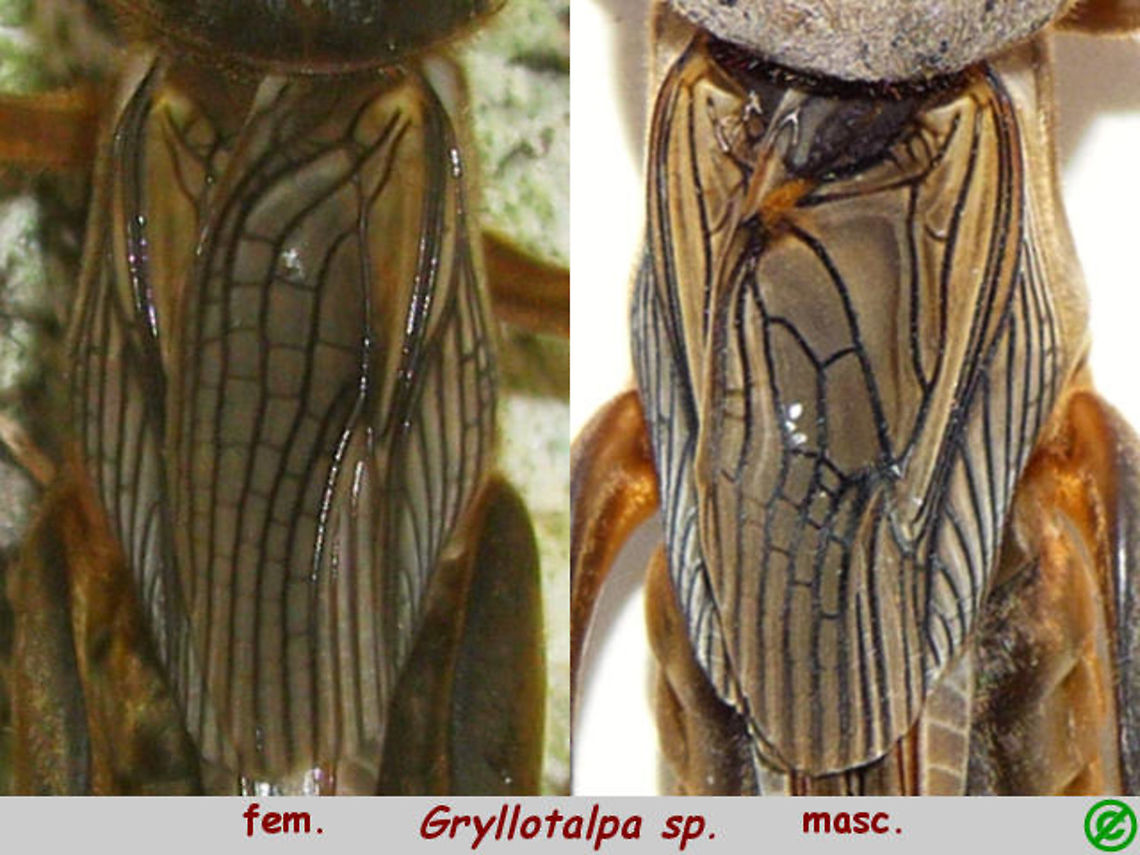 Gryllotalpa - Female vs. Male Just dug up this rather old collage for some other purpose ... might as well store it here too.<br />
The image of the masculine Gryllotalpa is by George Chernilevsky and released to the public domain.<br />
The female is mine and also CC0/PD, so the collage is PD as well.<br />
I&#039;ll ID this as Gryllotalpa gryllotalpa even if I&#039;m not 100% sure the male is this exact species, but the female is.<br />
<br />
As a note to self (link) - here is a diagnosis of the French species of Gryllotalpa that I created a few years back:<br />
<a href="https://forum.waarneming.nl/index.php/topic,264118.0.html" rel="nofollow">https://forum.waarneming.nl/index.php/topic,264118.0.html</a> Ensifera,European mole cricket,Gryllotalpa,Gryllotalpa gryllotalpa,Gryllotalpidae,Orthoptera,Orthoptera ID help,nl: Veenmol