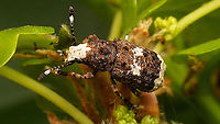 Platystomos albinus - Dorsal-ish Finally had a chance to shoot decent images of this beautiful weevil (sorry for the overload ;o)<br />
https://www.jungledragon.com/image/92996/platystomos_albinus_-_lateral.html<br />
https://www.jungledragon.com/image/92997/platystomos_albinus.html<br />
https://www.jungledragon.com/image/92998/platystomos_albinus_-_hair_tufts.html<br />
https://www.jungledragon.com/image/92999/platystomos_albinus_-_portrait.html Alerdinck,Anthribidae,Anthribinae,Anthribus albinus,Curculionoidea,Geotagged,Netherlands,Platystomos,Platystomos albinus,Weevil,nl: Grootkopsnuittor,nl: Witte boksnuitkever